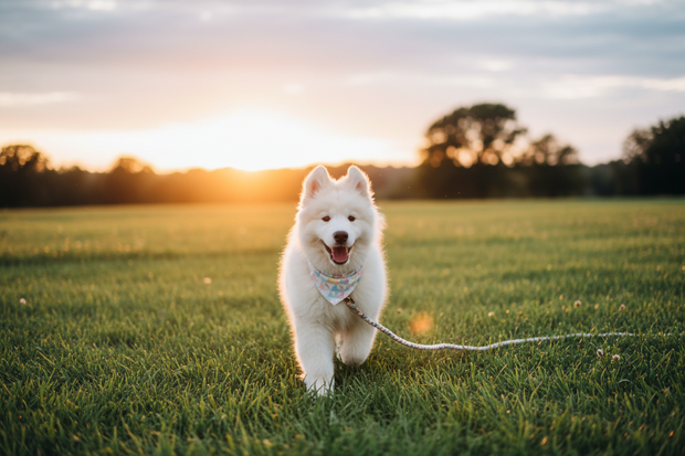 Banner image for: <h2>Adventure-ready essentials for dogs.</h2>